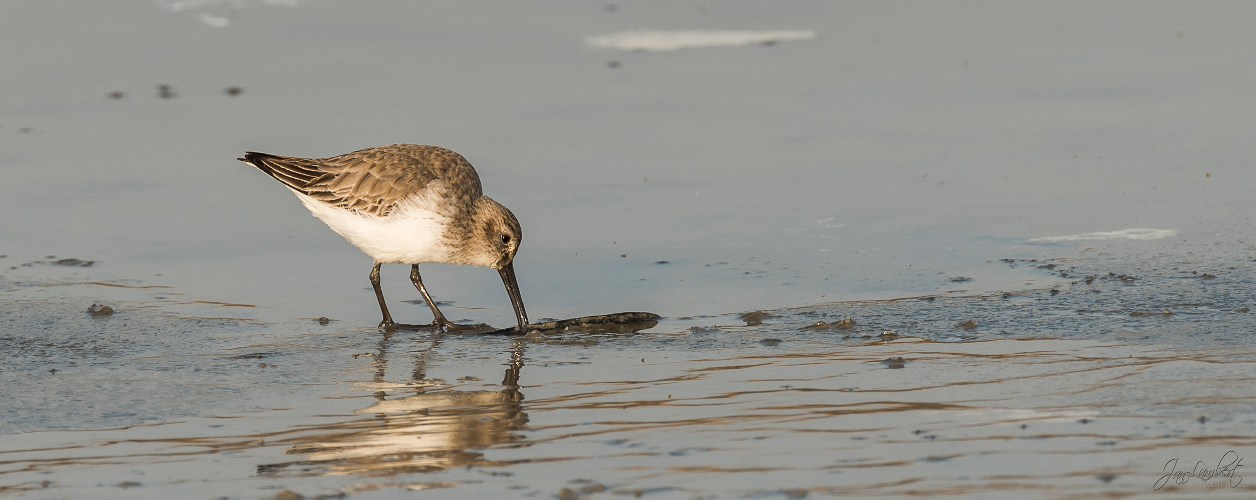 foto bonte strandloper - Jan Lambert Photography